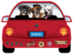 Boxer thumbnail