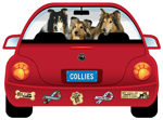 Collie thumbnail