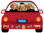 Vizsla thumbnail