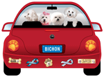 Bichon thumbnail
