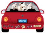 Samoyed thumbnail