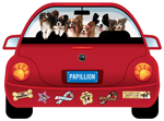 Papillon thumbnail