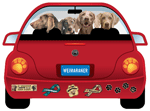 Weimaraner thumbnail