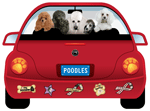 Poodle thumbnail