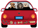 Havanese thumbnail