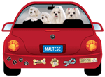 Maltese thumbnail