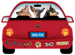 Miniature Pinscher thumbnail