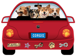 Corgi thumbnail