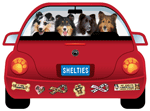 Sheltie thumbnail