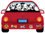 Dalmatian thumbnail