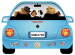 Guinea Pig thumbnail