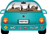 Ferret thumbnail