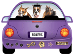 Boxer (cropped) thumbnail