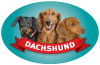 Dachshund thumbnail