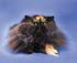 Fluffy Cat thumbnail