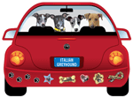 Italian Greyhound thumbnail