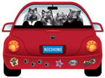 Keeshond thumbnail