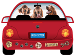 Irish Setter thumbnail