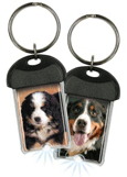 Bernese thumbnail