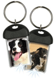 Border Collie thumbnail