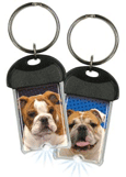English Bulldog thumbnail