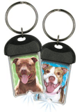 Pit Bull thumbnail
