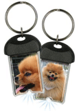 Pomeranian thumbnail