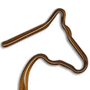 Horse Head thumbnail