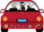Wheaten Terrier thumbnail