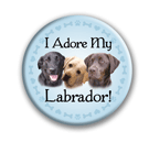 Labrador thumbnail