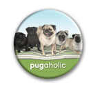 Pugaholic thumbnail