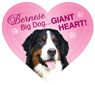 Bernese thumbnail