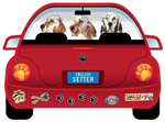 English Setter thumbnail