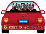 Belgian Tervuren thumbnail