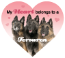 Belgian Tervuren thumbnail