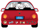 American Eskimo thumbnail