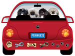 Pekingese thumbnail