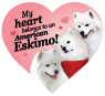 American Eskimo thumbnail
