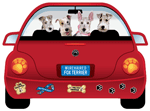 Wirehaired Fox Terrier thumbnail