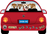 Shiba Inu thumbnail