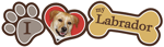 Labrador thumbnail