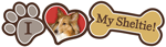Sheltie thumbnail