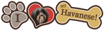 Havanese thumbnail