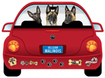Belgian Malinois thumbnail