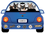 Siamese Cat thumbnail