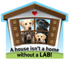 Labrador thumbnail