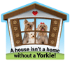Yorkie thumbnail