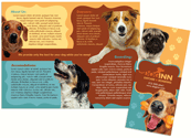 Pug/Golden thumbnail