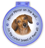 Mirror Mirror... Dachshund thumbnail