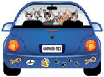 Cornish Rex thumbnail